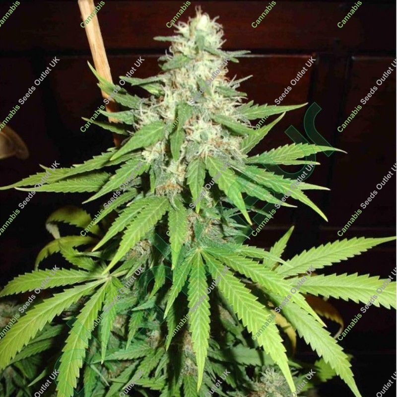 Top-44 Auto von Nirvana