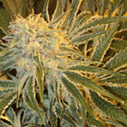 Northern Lights #9 von Sagarmatha Seeds