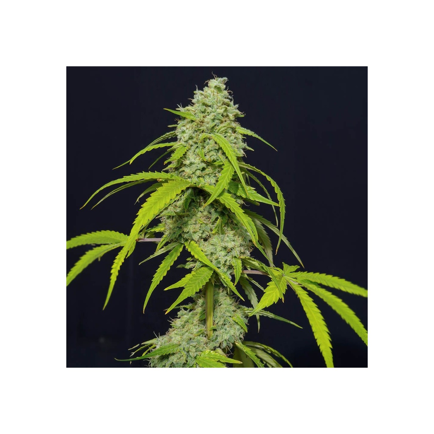 Orange Kush Auto von Eva Seeds
