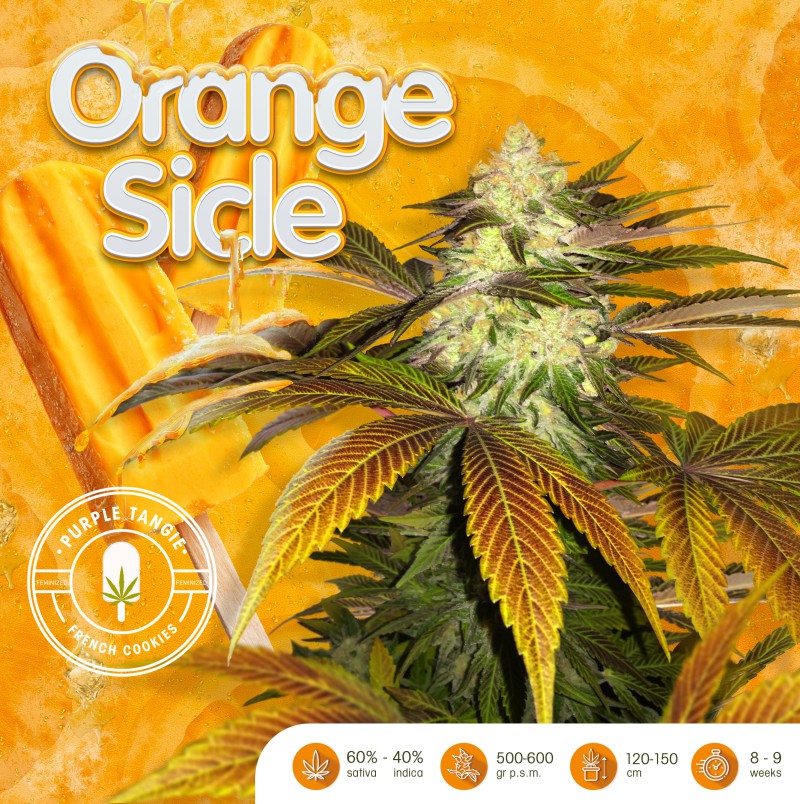 Orangesicle von T.H. Seeds