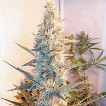 Outdoor Grapefruit von Female Seeds