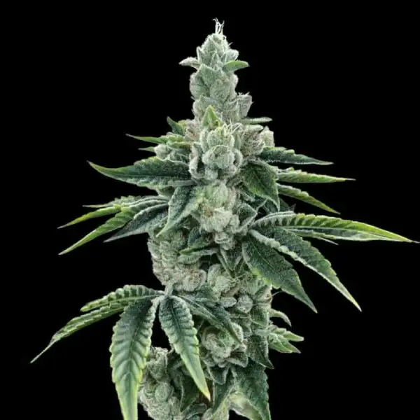 ReCon 2.0 von DNA Genetics