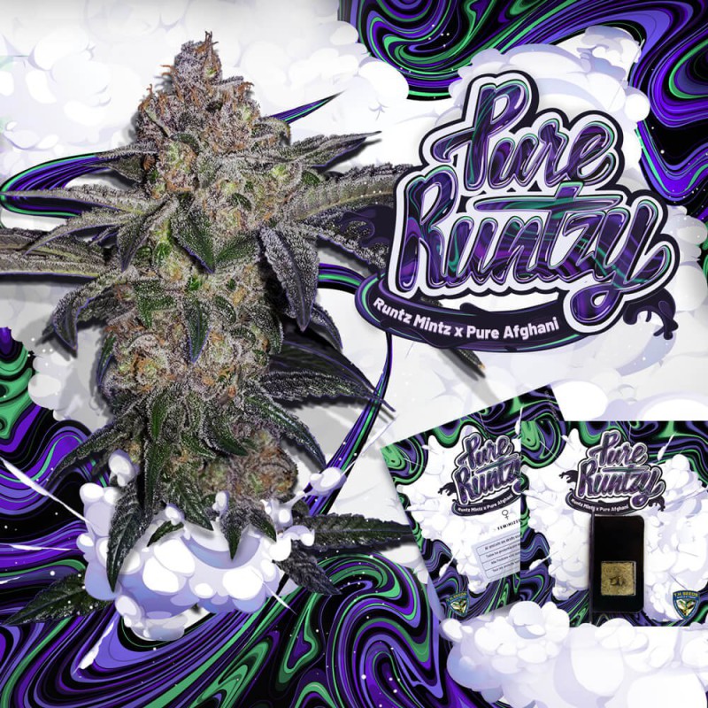 Pure Runtzy von T.H. Seeds
