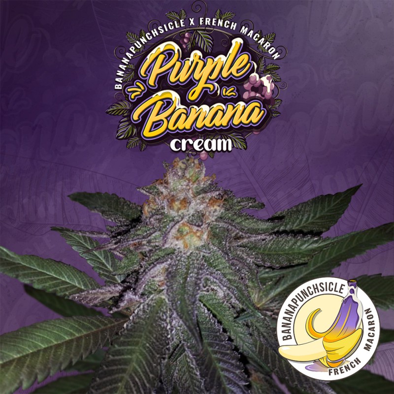Purple Banana Cream von T.H. Seeds