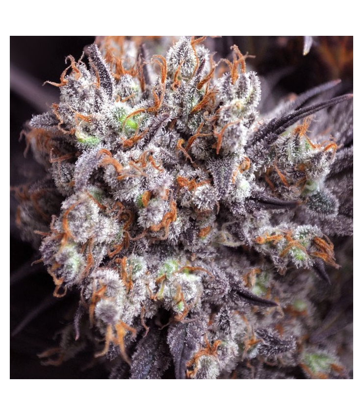 Purple Punch Fast Version von Tanie Sianie Seeds