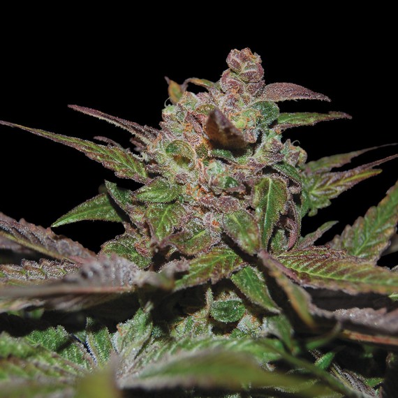 Purple Wreck von DNA Genetics
