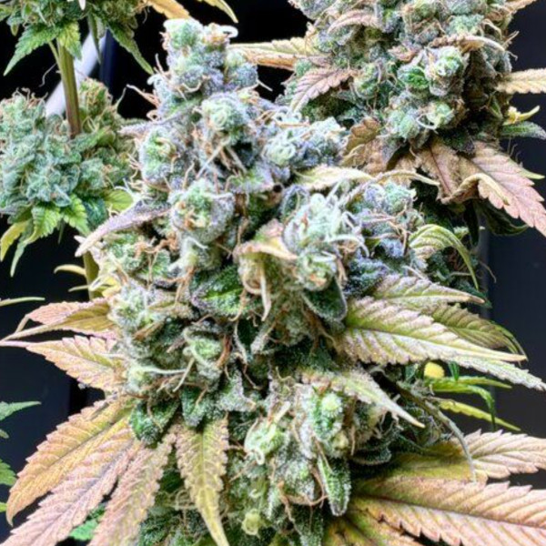 RS11 von Cannapot Seeds