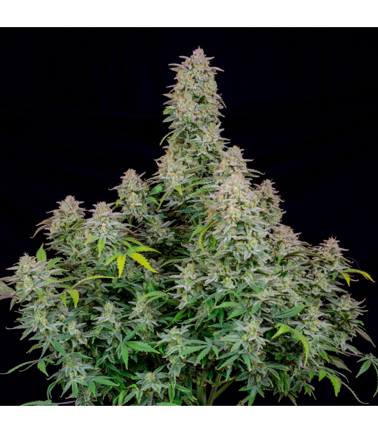 Runtz Auto von Tanie Sianie Seeds