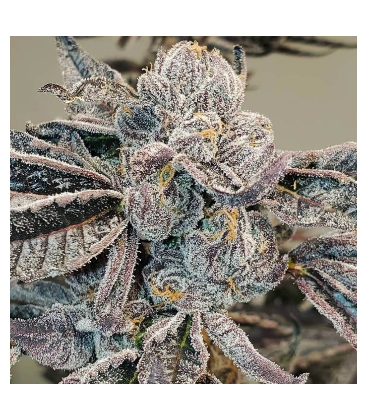 Runtz Fast Version von Tanie Sianie Seeds