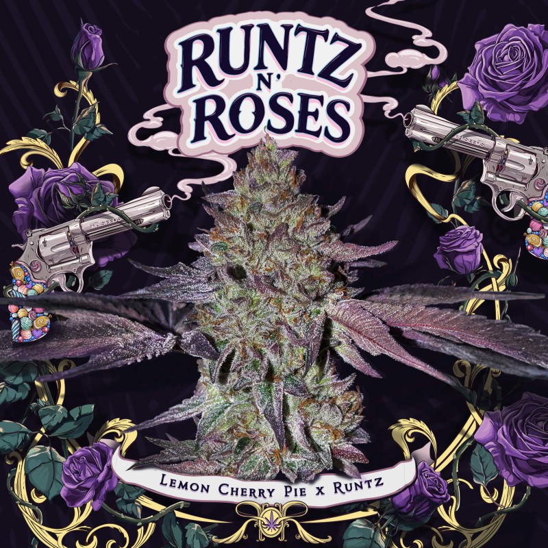 Runtz N' Roses von T.H. Seeds
