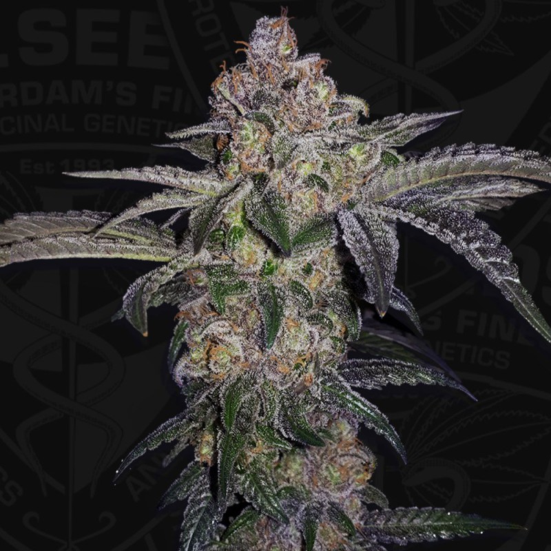 Pure Runtzy von T.H. Seeds
