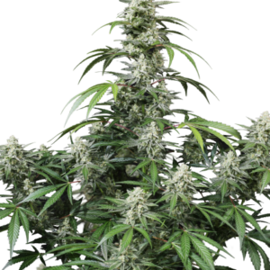 Banana Frost Auto von Fast Buds