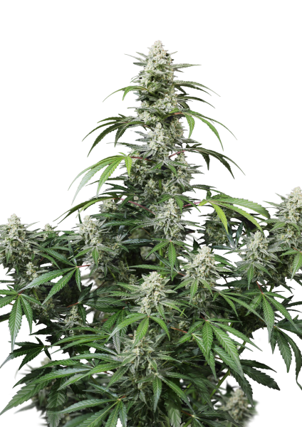 Banana Frost Auto von Fast Buds