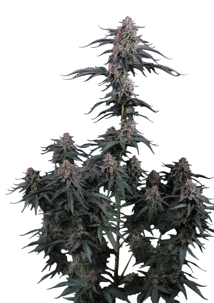 Mendo Cherry Cookies Auto von Fast Buds