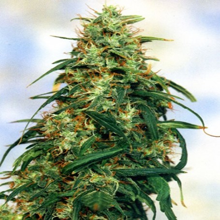 Special K von Sagarmatha Seeds