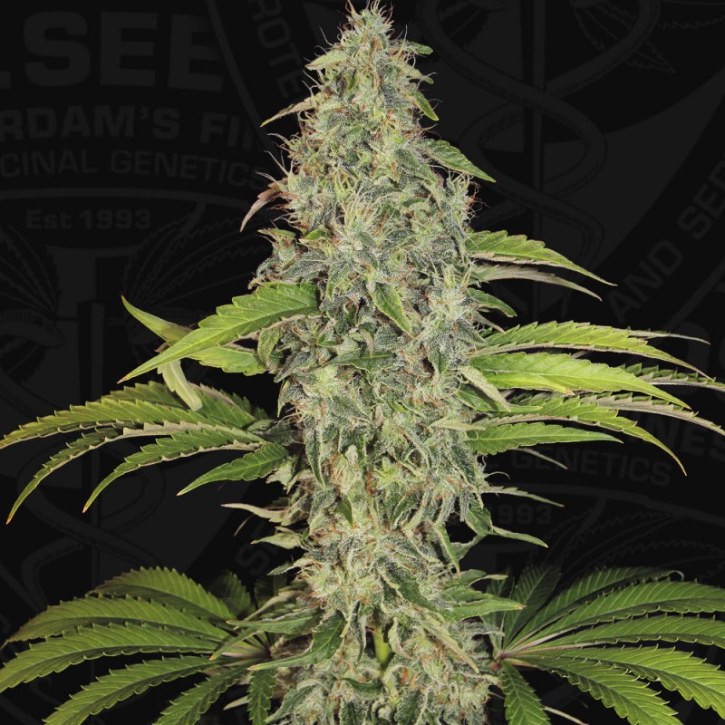 S.A.G.E. CBD von T.H. Seeds