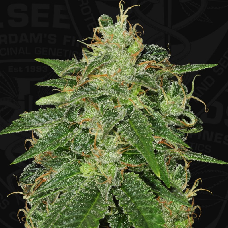 S.A.G.E. von T.H. Seeds