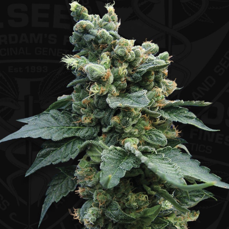 S.A.G.E. 'n Sour von T.H. Seeds