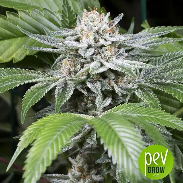 SSOG von DNA Genetics