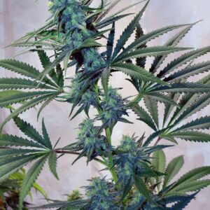 Skunk Haze von Mr Nice