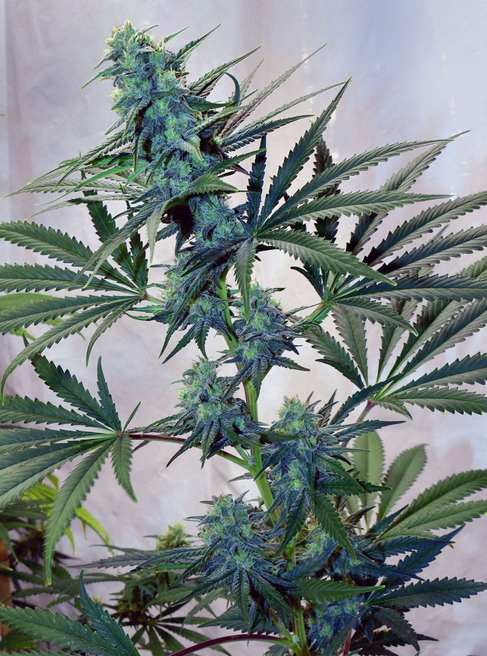 Skunk Haze von Mr Nice