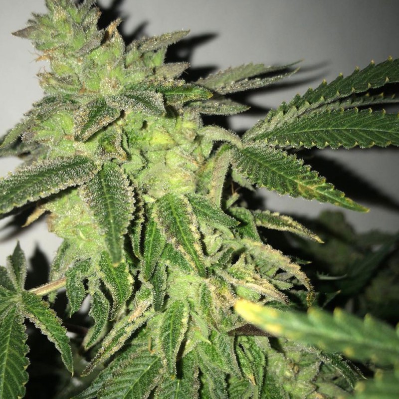 Shiloh Z von T.H. Seeds