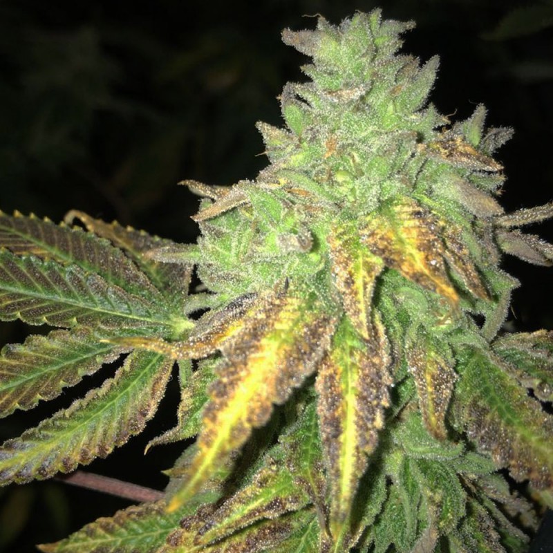 Shiloh Z von T.H. Seeds