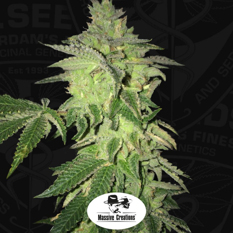 Shiloh Z von T.H. Seeds