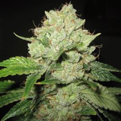 Cal Train Wreck von Sagarmatha Seeds