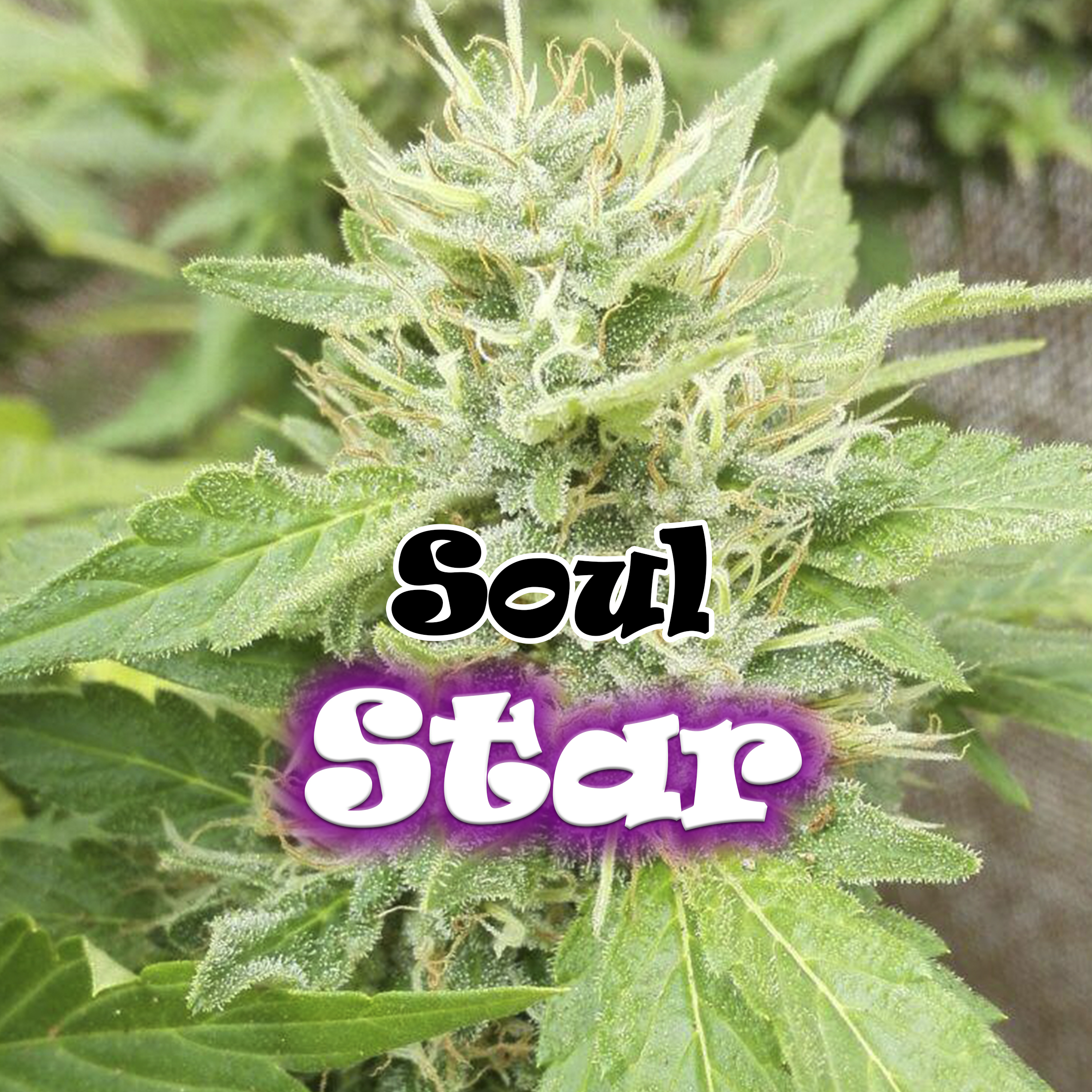 Soul Star von Dr Underground