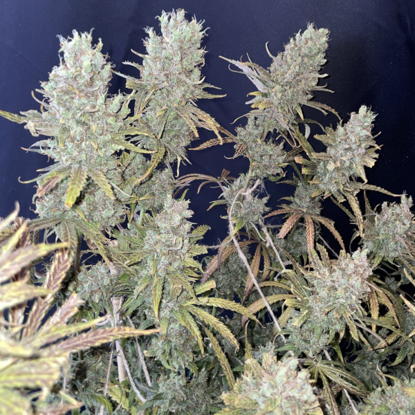 Special Original Haze von Cannapot Seeds