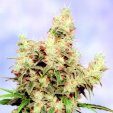 Stonehedge von Sagarmatha Seeds