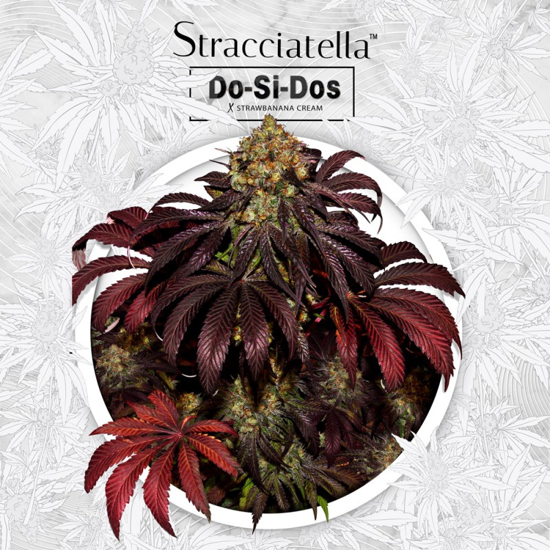 Stracciatella von T.H. Seeds
