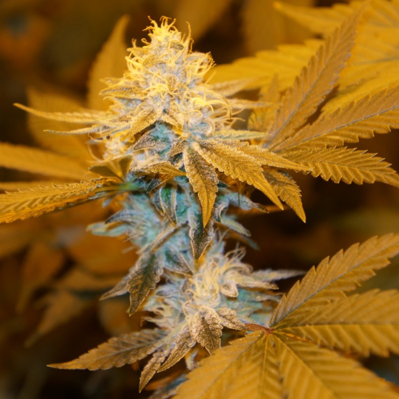 Strawberry Glue von T.H. Seeds