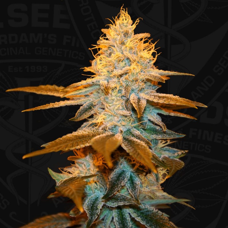 Strawberry Glue von T.H. Seeds