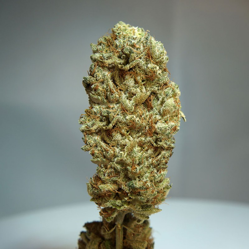 Strawberry Glue von T.H. Seeds