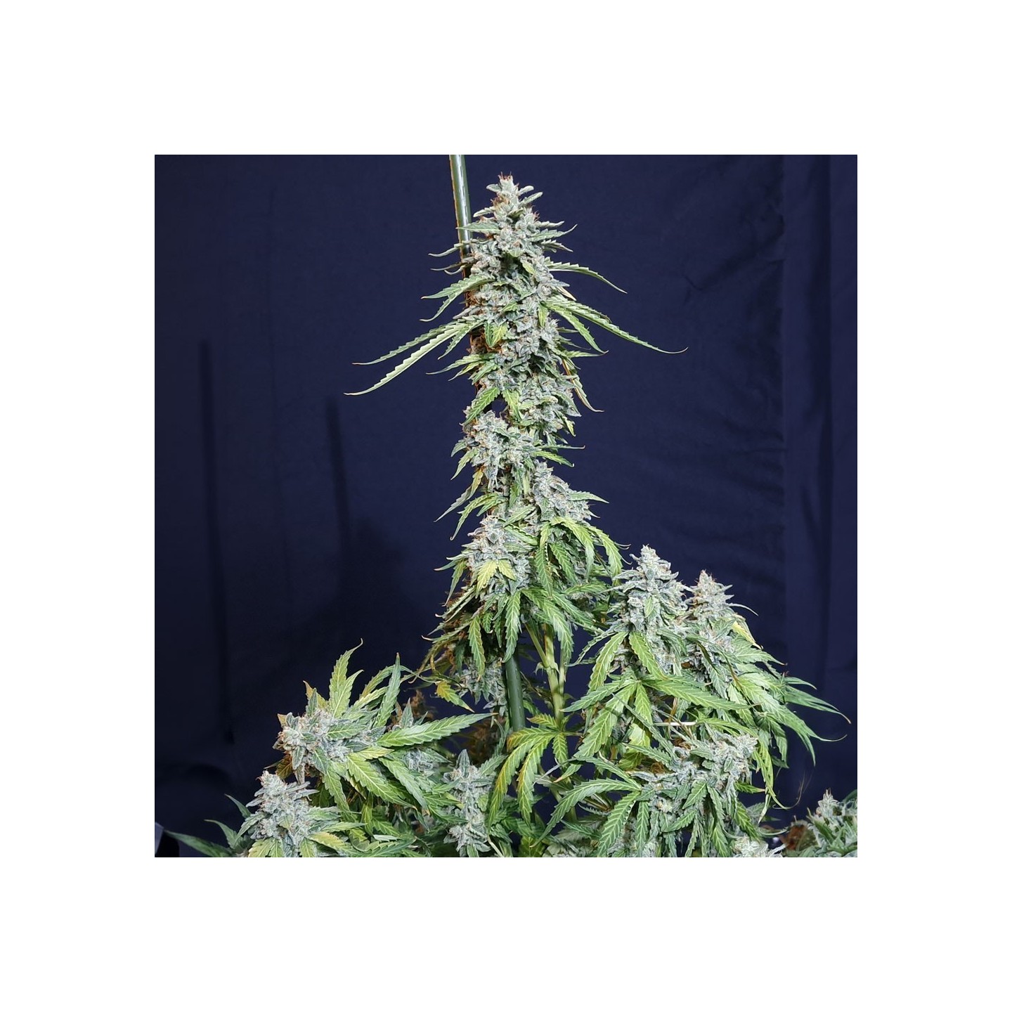 Super Watermelon Auto von Eva Seeds