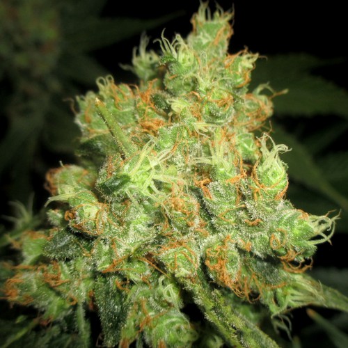 Sweet Cinnamon von Cannapot Seeds