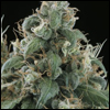Flow von Sagarmatha Seeds