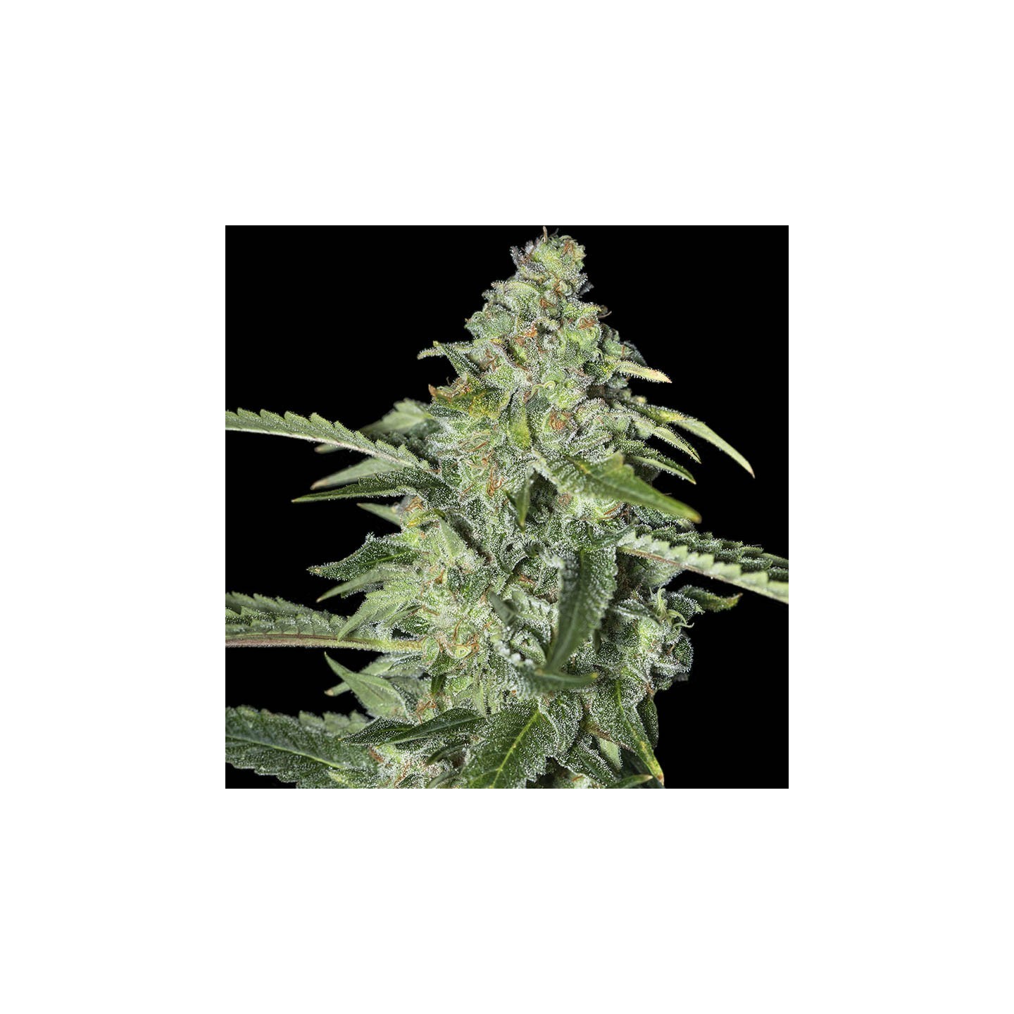 TNT Kush CBD von Eva Seeds