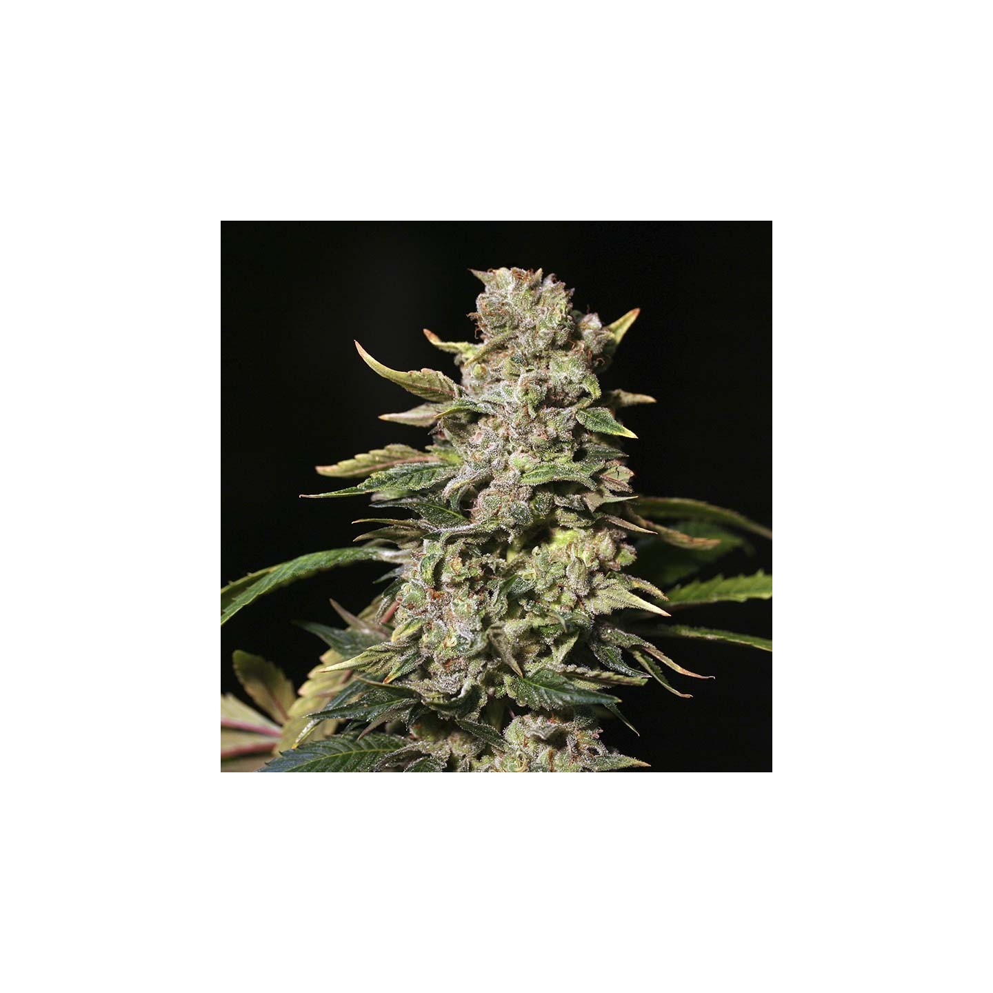 TNT Kush von Eva Seeds