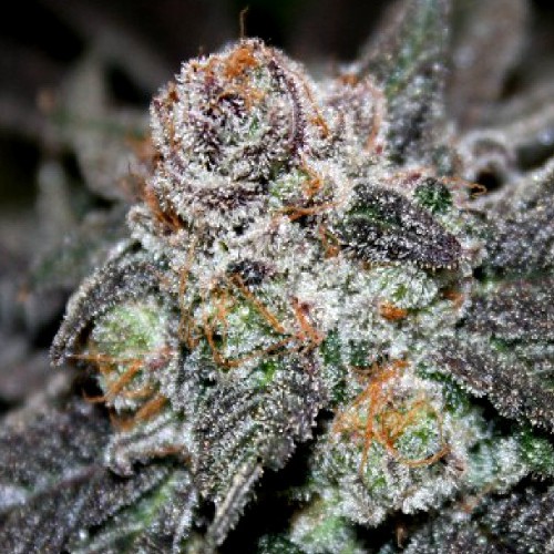 Tropical Mango von Cannapot Seeds