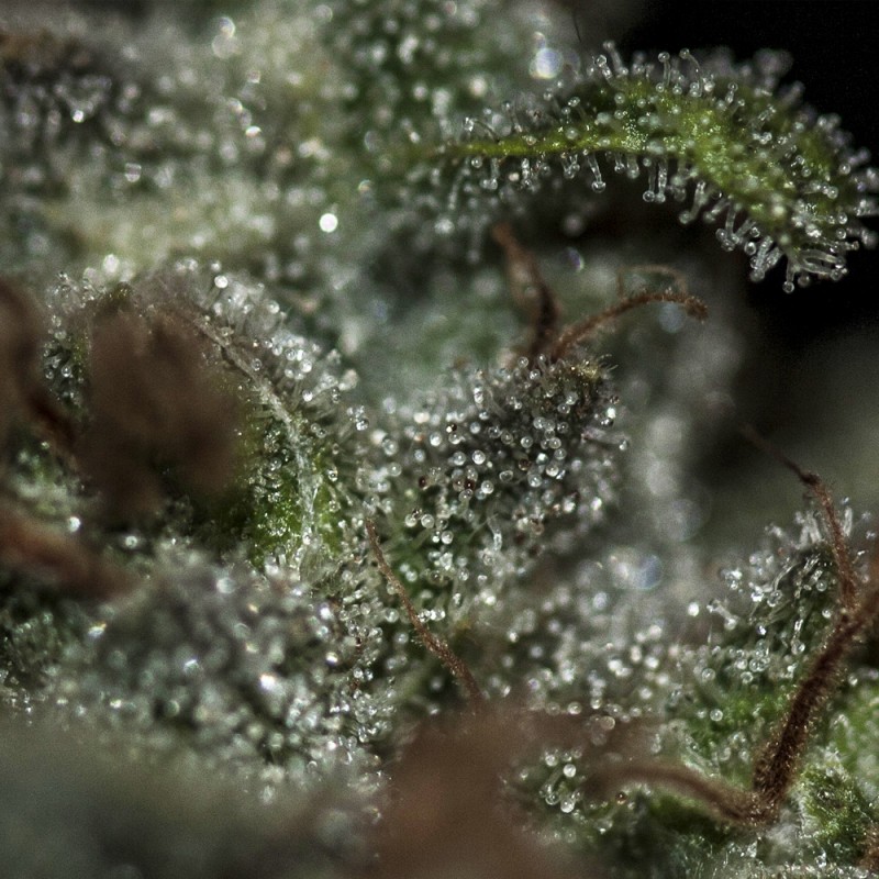Underdawg von T.H. Seeds