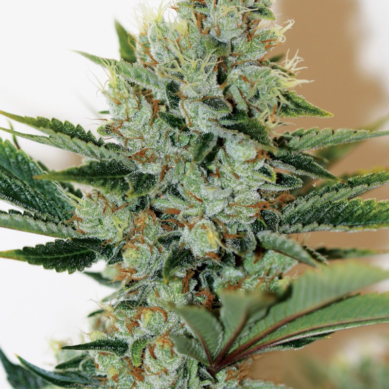 Underdawg von T.H. Seeds