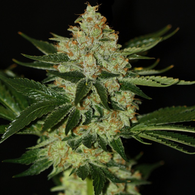 Underdawg von T.H. Seeds