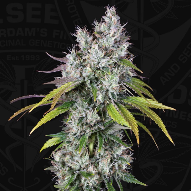 Underdawg von T.H. Seeds