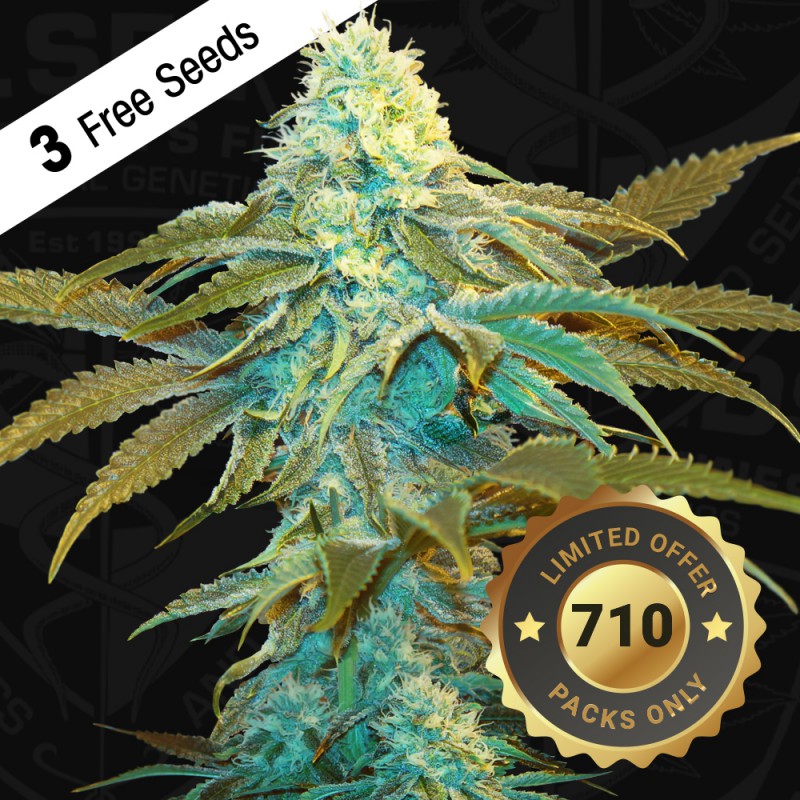Vanilla Sundae von T.H. Seeds