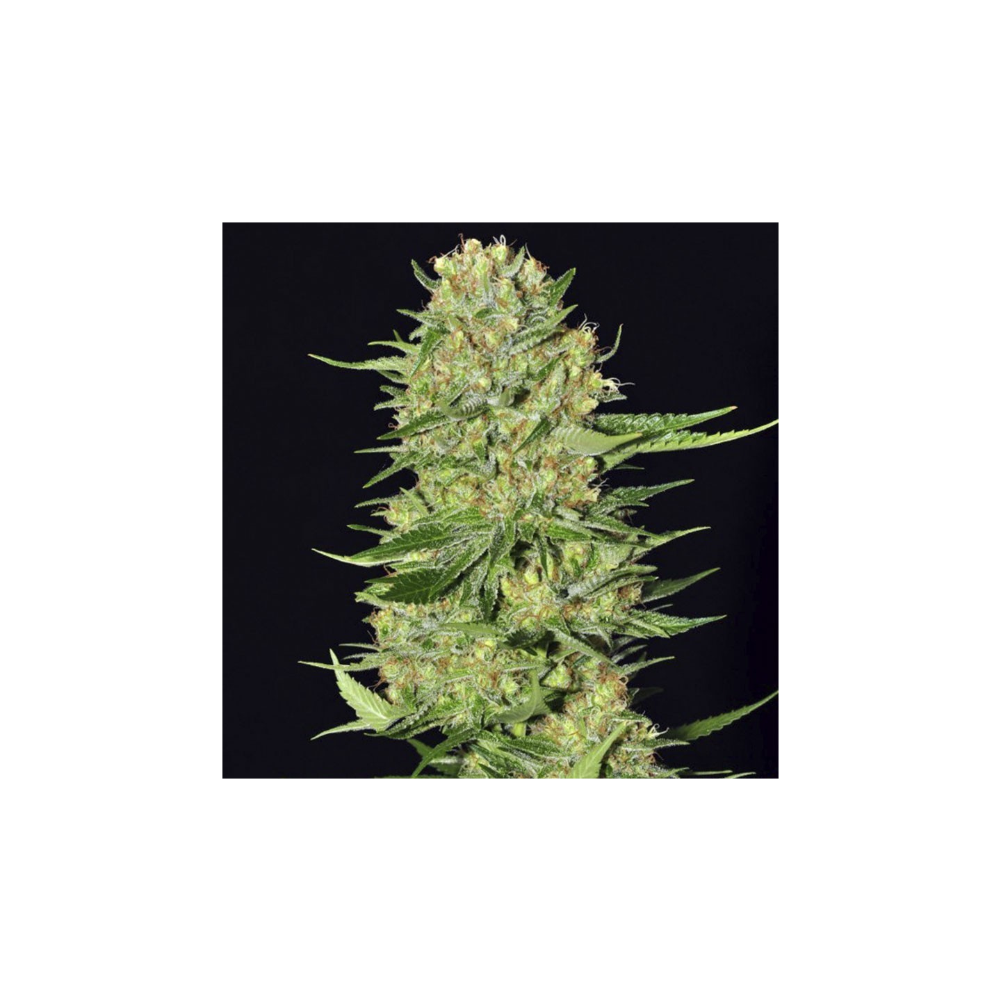 Veneno von Eva Seeds