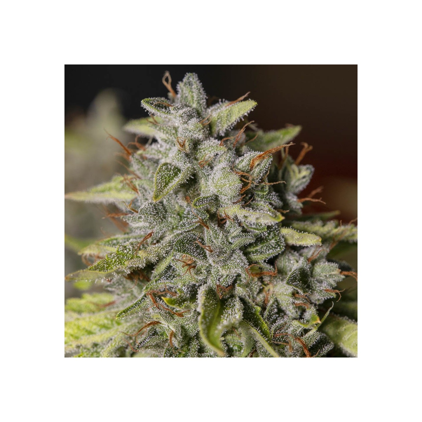 Viejo Toby von Eva Seeds