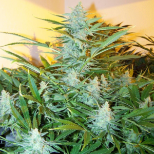 White Widow XXL Auto von Tanie Sianie Seeds